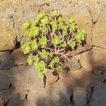 Aeonium balsamiferum 叶