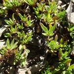 Parentucellia latifolia Feuille