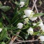 Leucojum vernumKukka