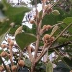 Paulownia tomentosa Other