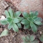 Aeonium decorum Feuille
