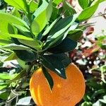 Citrus × aurantium Fruto