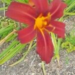 Hemerocallis minorBlüte