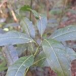 Psychotria capensis Blad