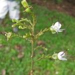 Hirtella triandra Други