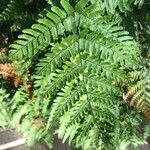 Dryopteris erythrosora 葉