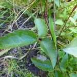 Clematis mauritiana Leaf