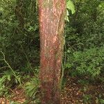 Pouteria austin-smithii Hábito