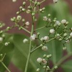 Khaya anthotheca Floro