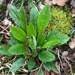 Cynoglossum germanicum Deilen