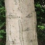 Abies homolepis Žievė