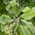 Sorbus ariaBlad