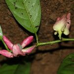 Heisteria parvifolia Blomma