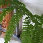 Thelypteris noveboracensis Leaf