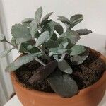 Kalanchoe pumila 葉