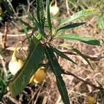 Solanum aviculare Levél