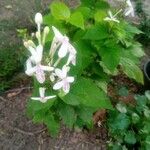 Pseuderanthemum carruthersii Fleur