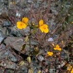 Eschscholzia lobbii Hàbitat