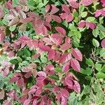 Loropetalum chinense برگ