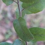 Ficus sur Hoja