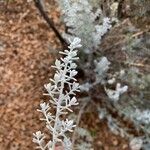 Artemisia maritima Leaf