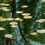 Nuphar pumila Feuille