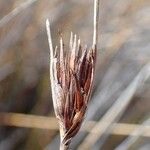 Schoenus nigricans Frucht
