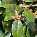 Elaeagnus × submacrophylla Hoja