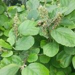 Fothergilla gardeniiЦветок