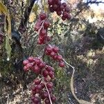 Elaeagnus umbellataFruit