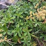 Alchemilla saxatilis 叶