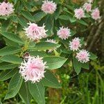 Dais cotinifolia Λουλούδι