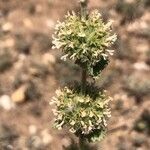 Marrubium supinum Fula