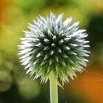 Echinops bannaticus Blodyn