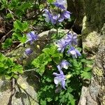 Aquilegia bernardii फूल