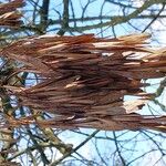Fraxinus pennsylvanica Fruit