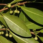 Ficus americana Fruit