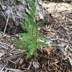 Juniperus virginiana Blad