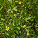 Ranunculus lingua Habitatea