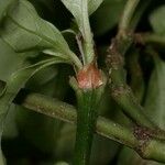 Psychotria graciliflora പുറംതൊലി