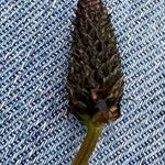 Plantago atrata Bloem