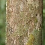 Duroia longiflora Bark