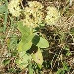 Sedum telephium Habit