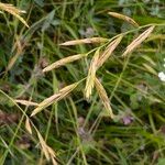 Brachypodium pinnatum Fruit