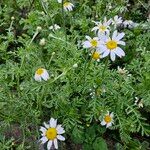 Anthemis cotula Агульны выгляд