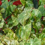 Begonia hydrocotylifolia Ліст