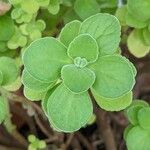 Coleus hadiensis Leaf