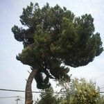 Pinus pinea Alkat (teljes növény)