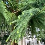 Araucaria heterophylla Fuelha