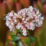 Eriogonum parvifolium Цветок